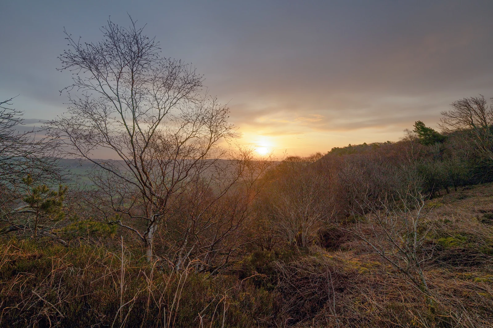 Bare hilltop tree silhouetted against a hazy winter sunset over heathland and distant valley.