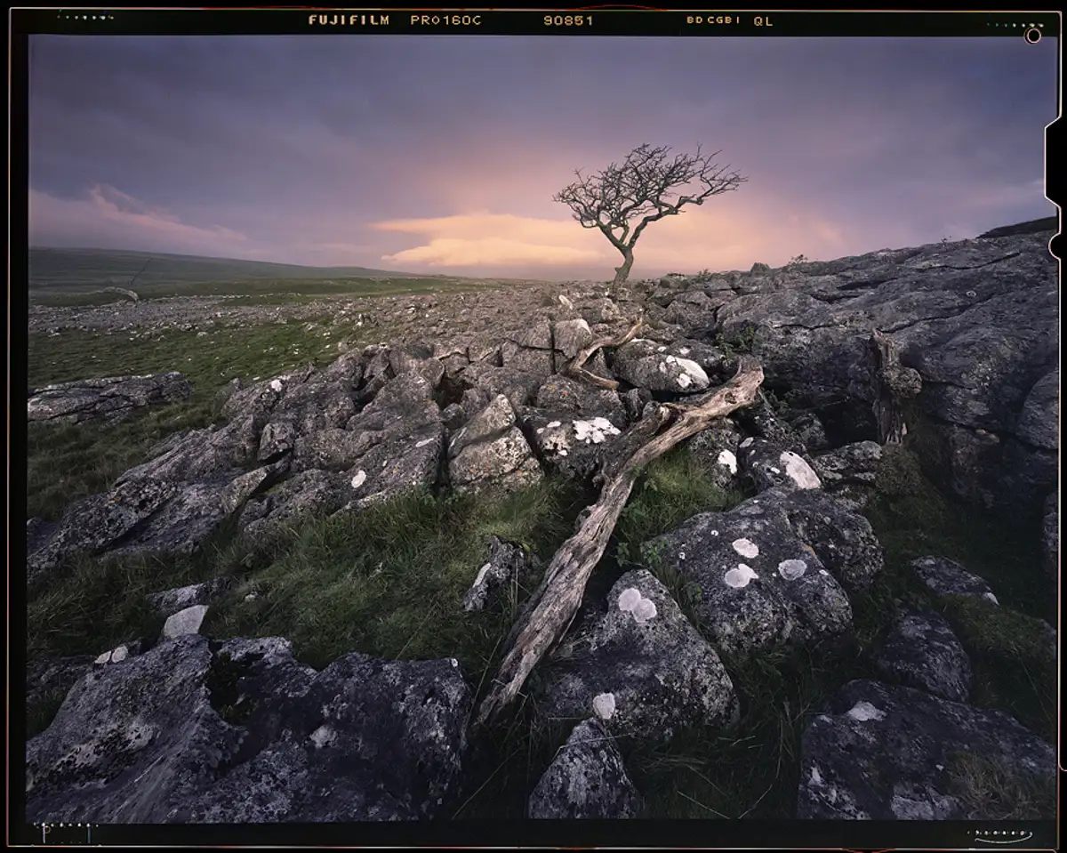 Lone tree at dawn, Malham #2