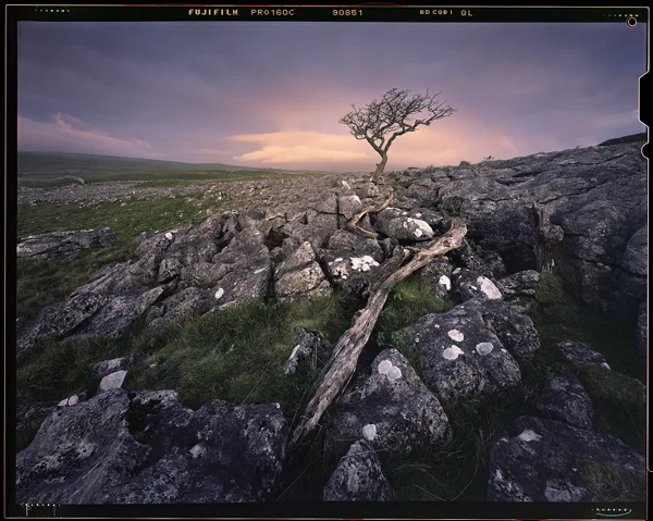 Lone tree at dawn, Malham #2