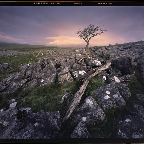 Lone tree at dawn, Malham #2: Lone tree at dawn, Malham #2