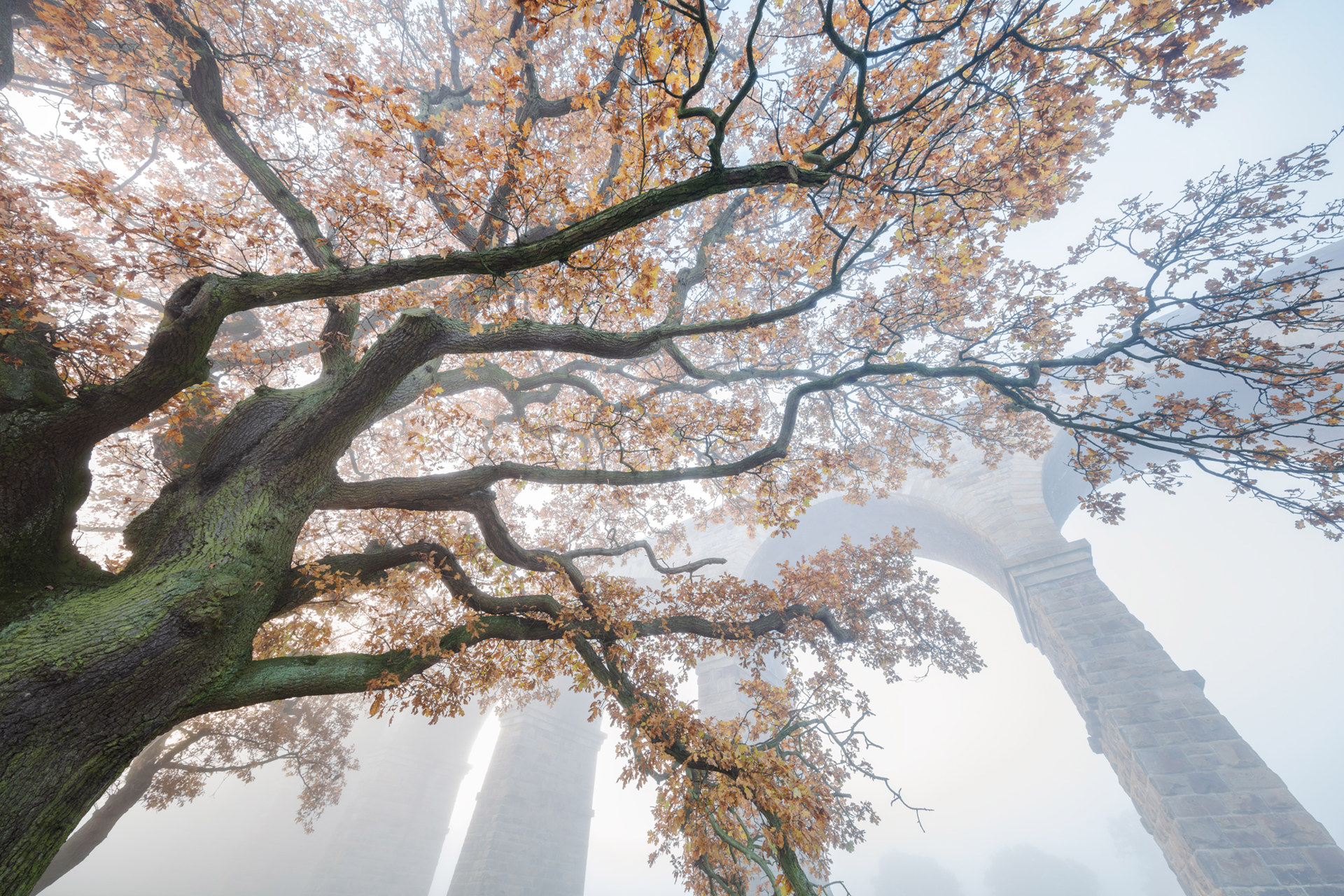 Looking up towards the Crimple Valley Viaduct through a autumn leaved oak tree