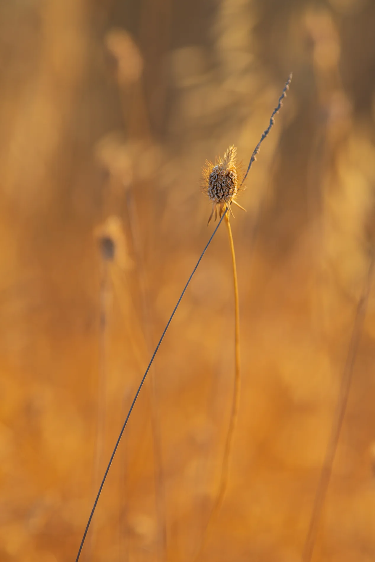 Dried seedhead on a slender stem in golden meadow grasses, lit by warm late-summer sunlight.