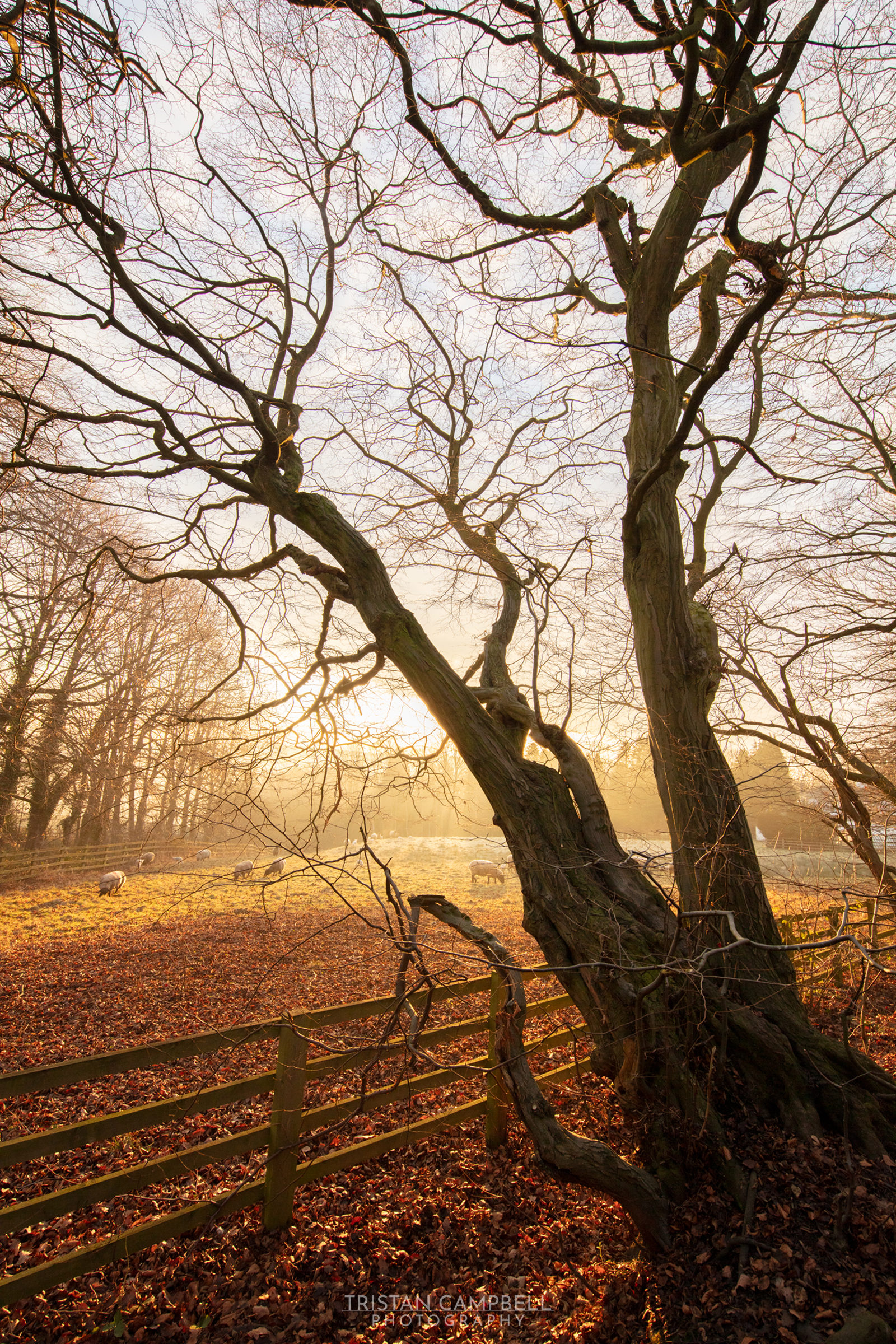 Bare, twisted tree branches dominate the foreground against a soft, glowing sunrise. A golden haze bathes the scenery, highlighting a wooden fence. Faint silhouettes of grazing sheep are visible amidst the tranquil field beyond the trees.