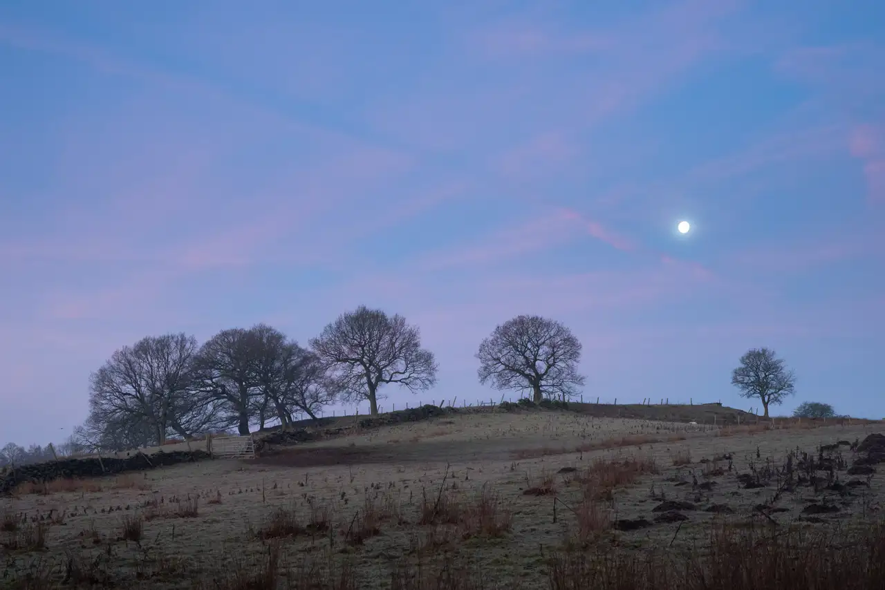 Pastoral landscape with a group of bare trees on a gently sloping hill under a clear sky tinged with pink and blue hues. The moon is visible in the upper right, casting a soft glow over the scene. The field in the foreground shows traces of brown grass and sparse vegetation. A fence and gate are seen near the trees.
