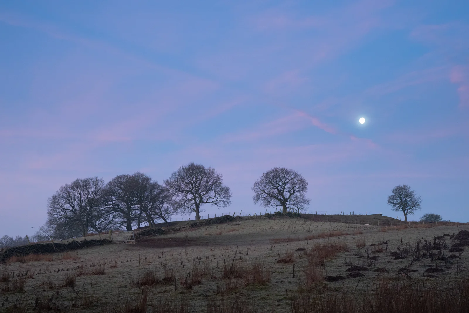 Bare trees silhouetted on a frosty hilltop with a full moon in a pink twilight sky