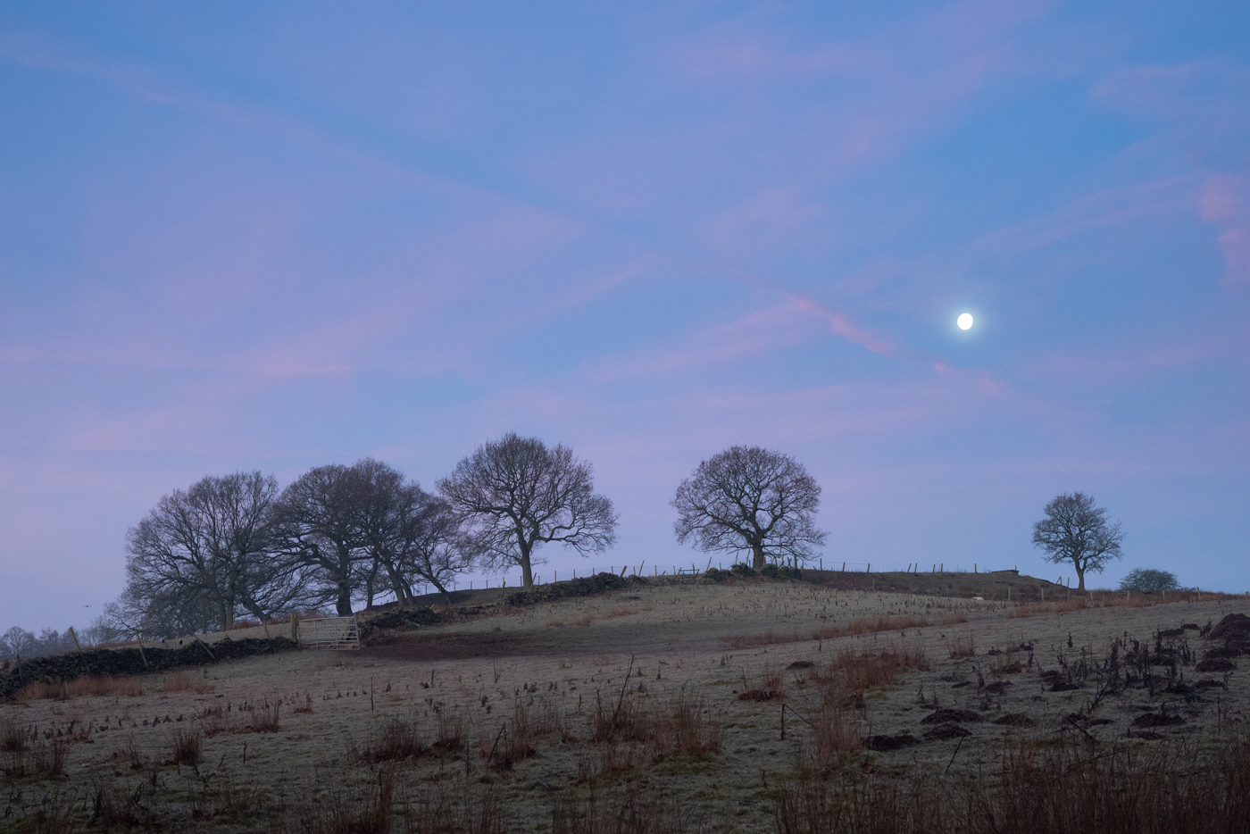 A serene twilight scene near Fewston. A full moon softly glows in a pastel-hued sky with streaks of pink and blue. Below, silhouetted bare trees dot the crest of a gentle hill. A stone wall runs along the hilltop, adding a quaint, rustic touch. The land appears frost-kissed, suggesting a cold, tranquil morning. a field with trees and a moon in the sky