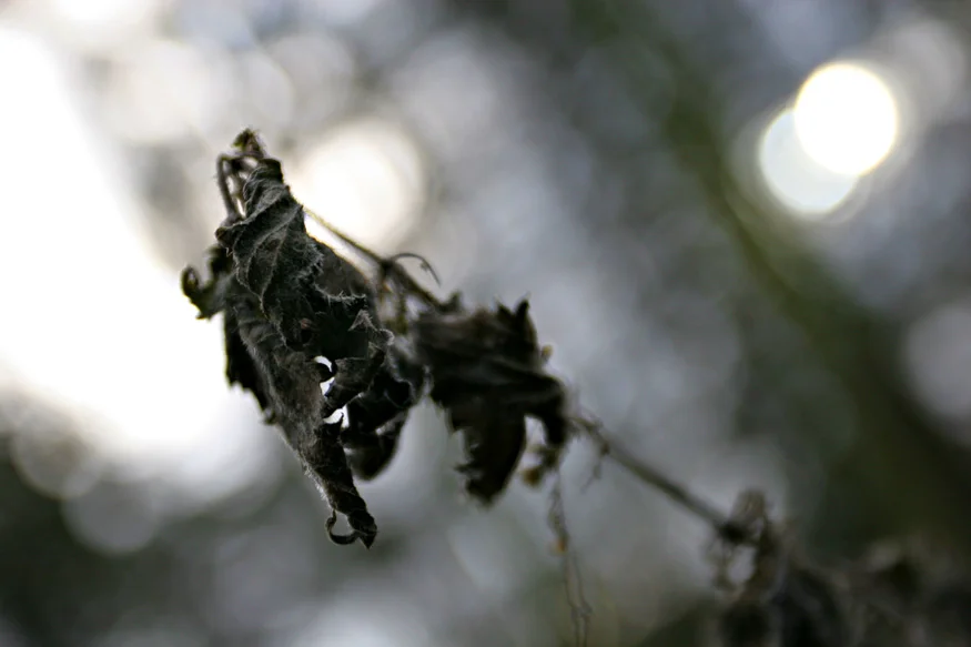 Nettle
