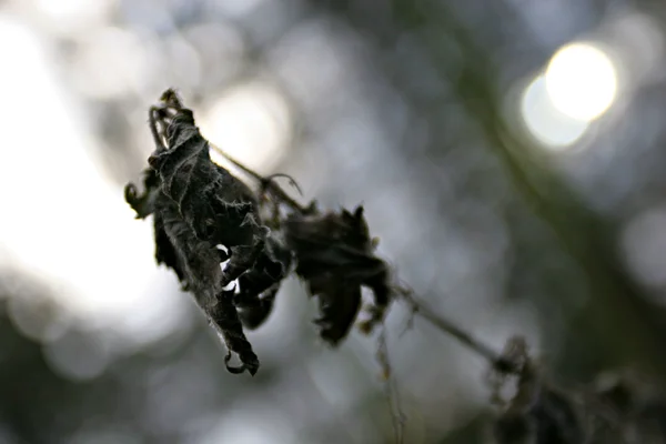 Nettle