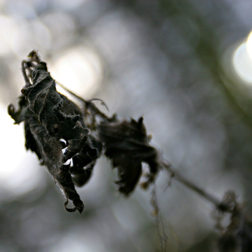 Nettle: Nettle