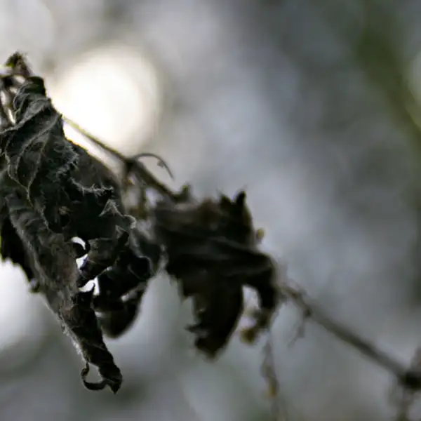 Nettle