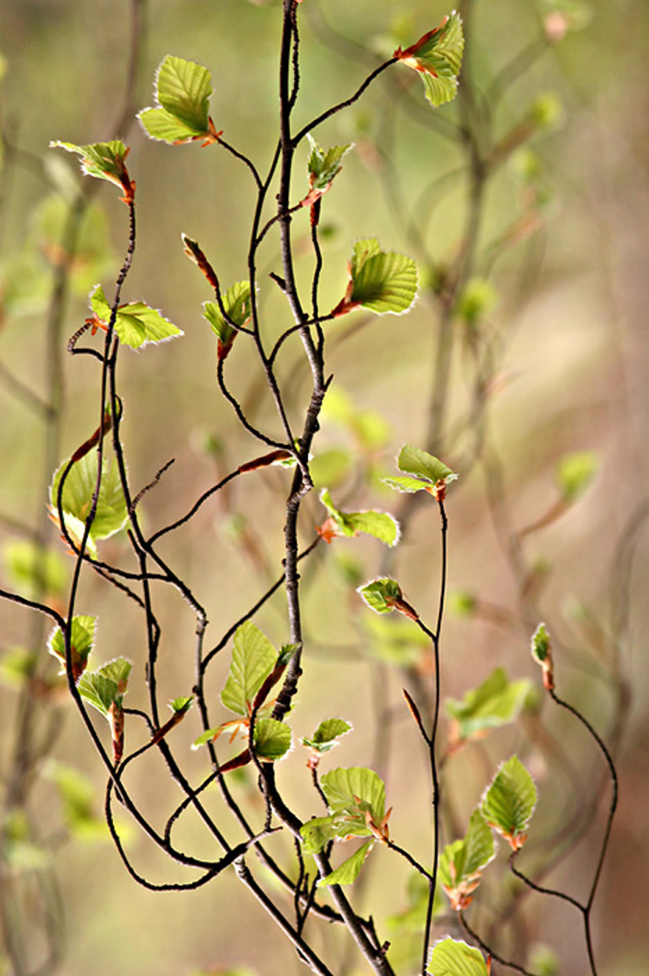 Willow Tree, Leckmelm Arboretum