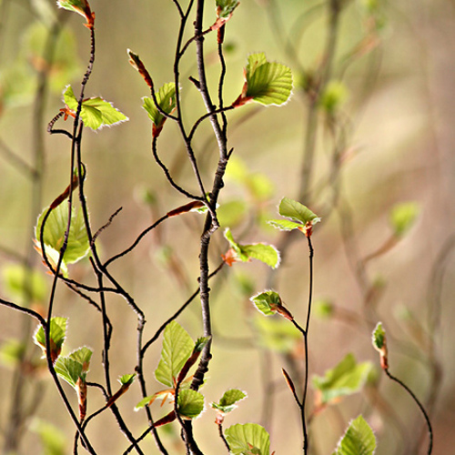 Willow Tree, Leckmelm Arboretum: Willow Tree, Leckmelm Arboretum