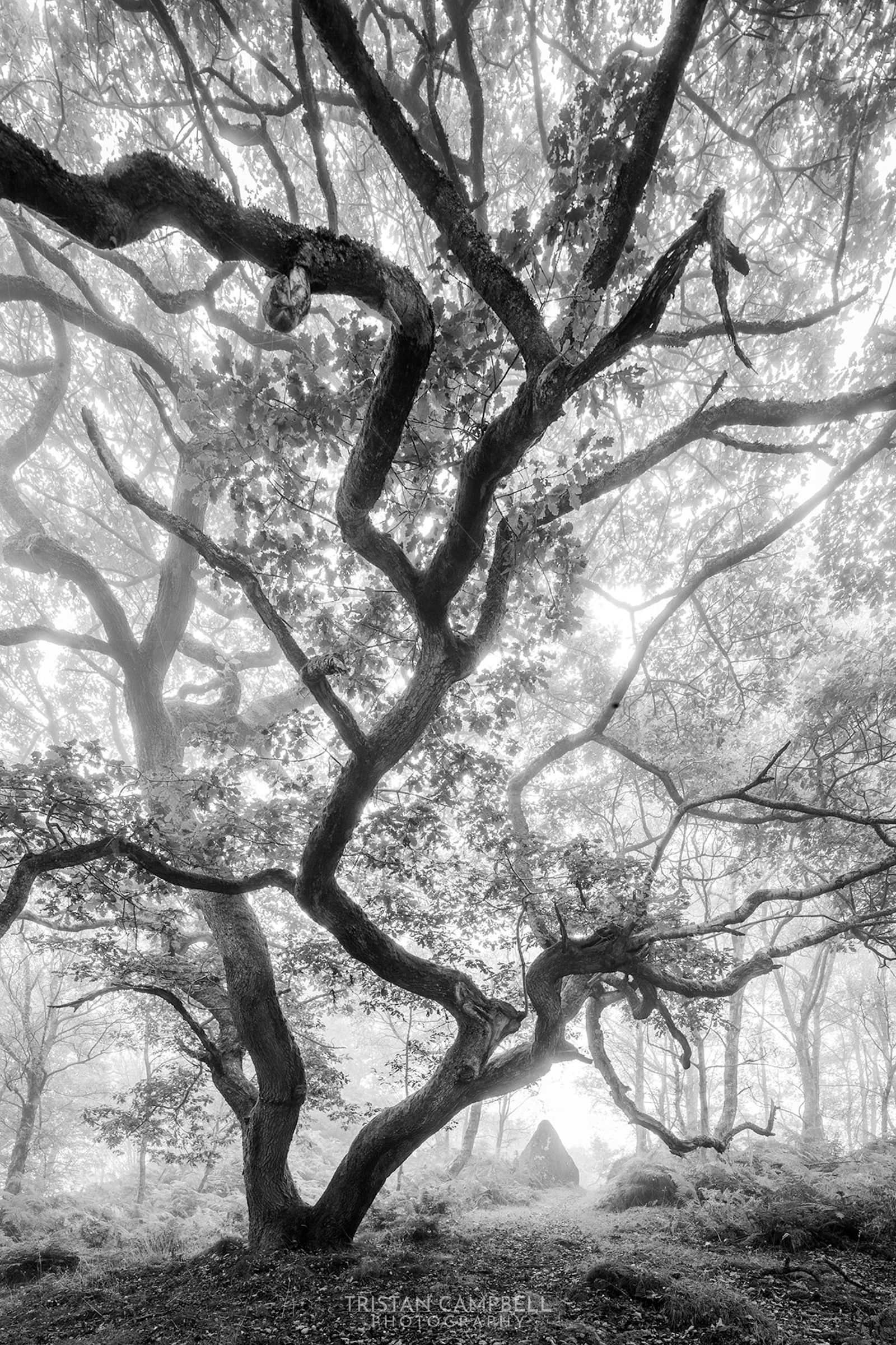 A black and white photograph of a forest scene featuring a large, gnarled tree with sprawling branches dominating the foreground. Light filters through the dense canopy, creating a soft, diffused glow. In the background, a single standing stone is partially visible among the ferns and trees, adding a sense of mystery to the serene woodland setting.