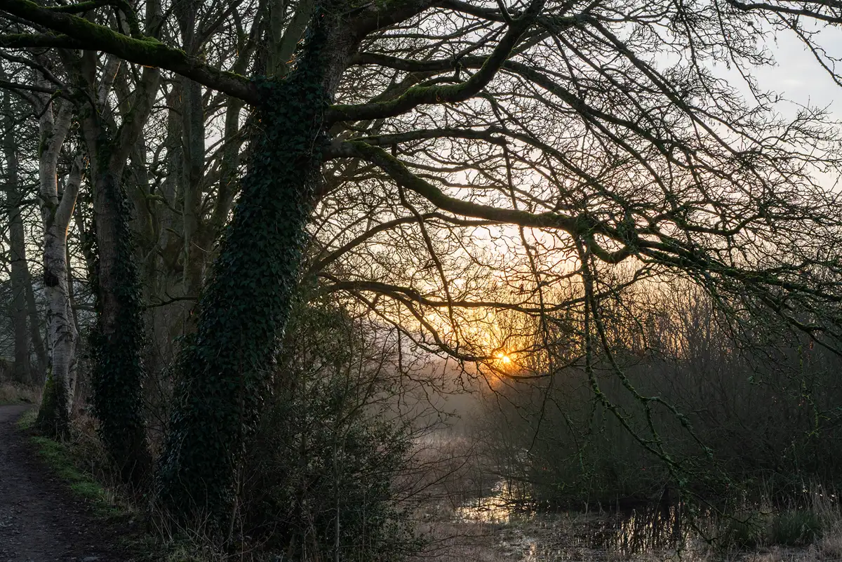 Sunset over a tranquil woodland scene with bare tree branches silhouetted against a golden sky. Moss-covered trees and a path run along the left, with a small body of water reflecting the warm light in the background.