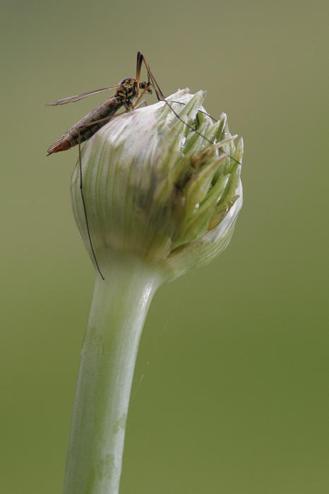 Crane Fly