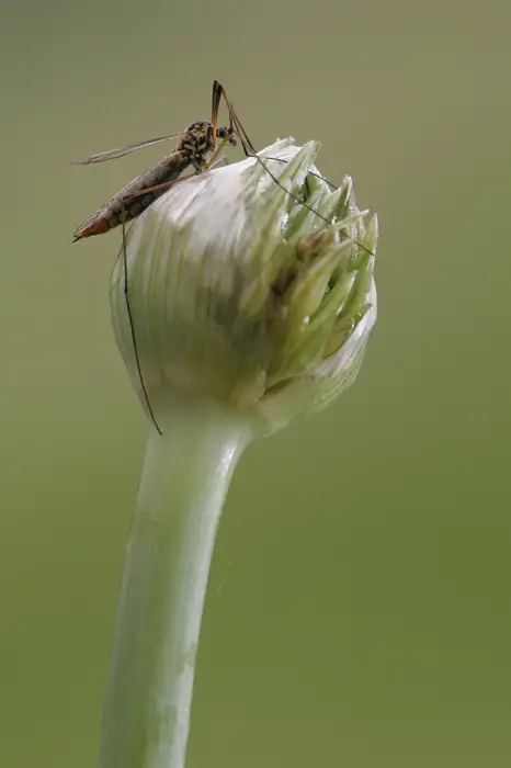 Crane Fly