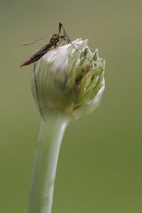 Crane Fly