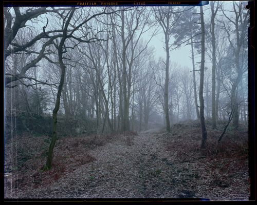Edge Land:  a view of a forest