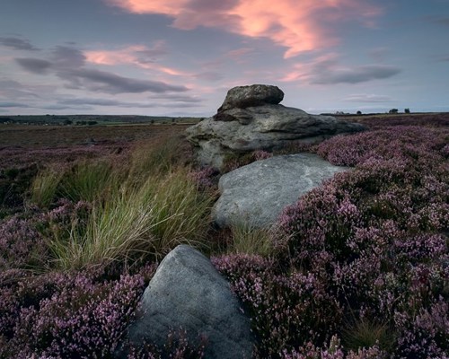 Moorland Landscapes: Tranquil heathland in North Yorkshire at twilight. Heather blooms with purple flowers cover the ground, interspersed with rugged stones and grasses. In the background, the sky is painted with soft shades of pink and blue, reflecting the fading light of the day. a close up of a hillside