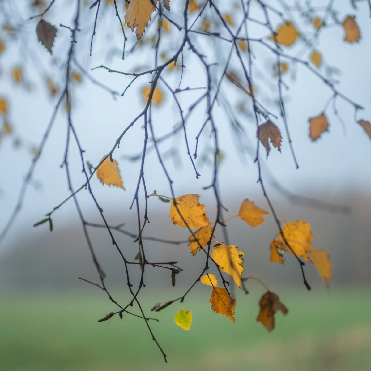 Golden birch leaves on slender branches against misty countryside, autumn morning in soft light