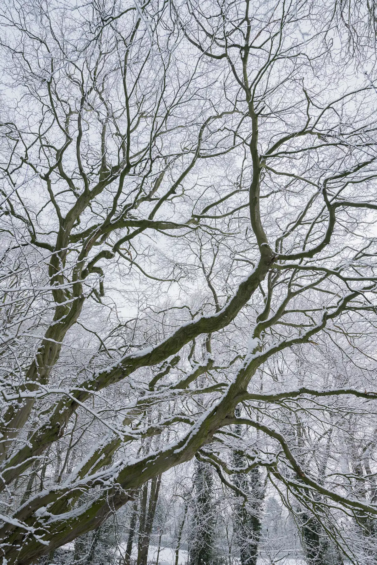 Snow-covered branches of a bare tree stretch upwards, creating an intricate, web-like pattern against a pale, overcast sky. The tree's dark, twisting limbs are contrasted by the light dusting of snow. Additional trees with similarly snow-draped branches are visible in the background, contributing to a wintery landscape.