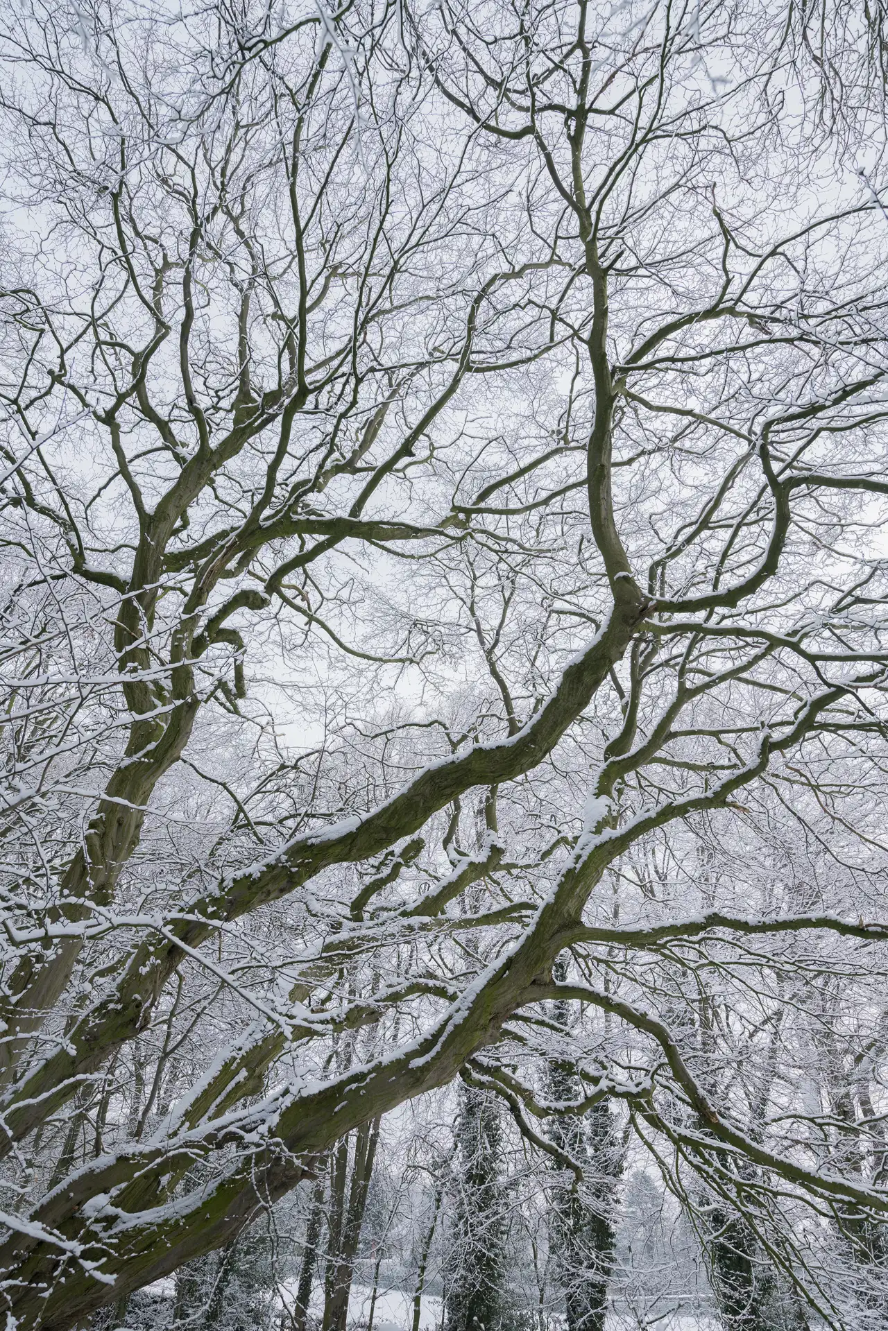Snow-covered branches of a bare tree stretch upwards, creating an intricate, web-like pattern against a pale, overcast sky. The tree's dark, twisting limbs are contrasted by the light dusting of snow. Additional trees with similarly snow-draped branches are visible in the background, contributing to a wintery landscape.