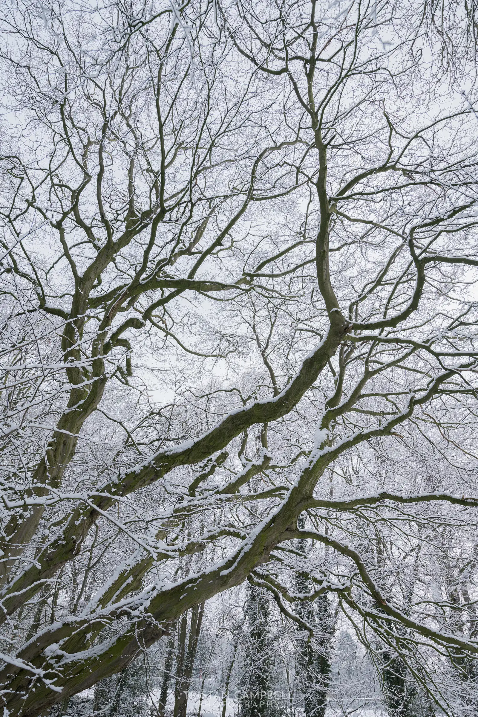 Snow-covered branches of a bare tree stretch upwards, creating an intricate, web-like pattern against a pale, overcast sky. The tree's dark, twisting limbs are contrasted by the light dusting of snow. Additional trees with similarly snow-draped branches are visible in the background, contributing to a wintery landscape.