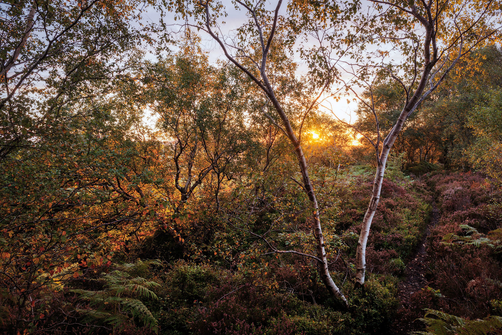 Autumn woodland scene at sunset, with sunlight filtering through the trees. The foreground features a mix of slender birch trees and dense undergrowth, including ferns and heathland plants. Warm orange and yellow hues highlight the foliage, creating a serene and picturesque landscape. A narrow path meanders through the scene, inviting exploration.