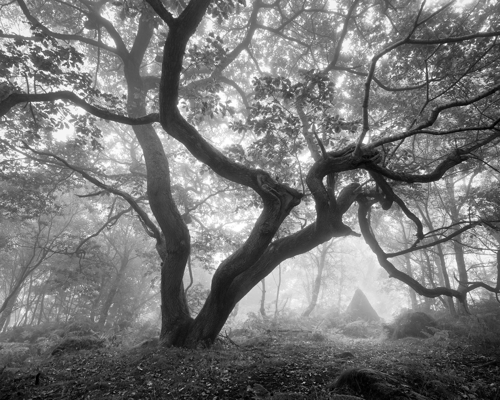 Twisted tree branches extend outwards in a misty forest, with light filtering through the leaves. The ground is covered with fallen leaves and ferns, creating a textured, atmospheric scene in monochrome.