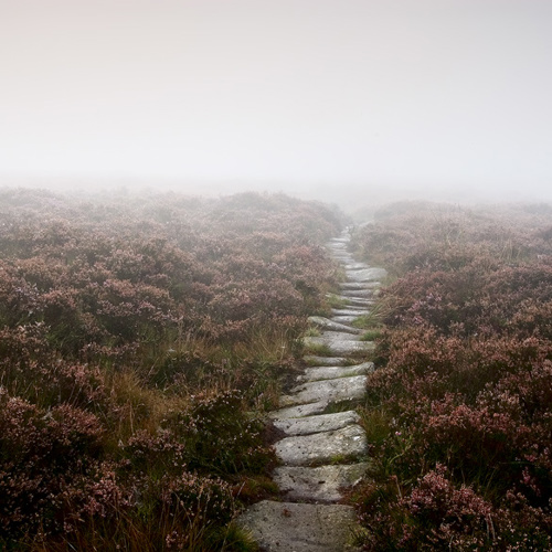 Misty Dawn: Misty Dawn