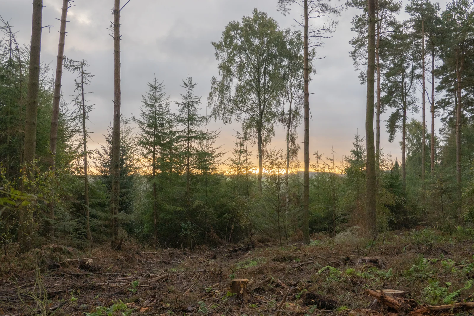Pine and spruce woodland clearing with the sun setting low through trees under a cloudy autumn sky
