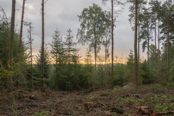 Pine and spruce woodland clearing with the sun setting low through trees under a cloudy autumn sky