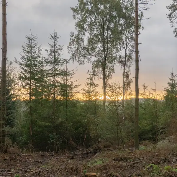 Swinsty Woods