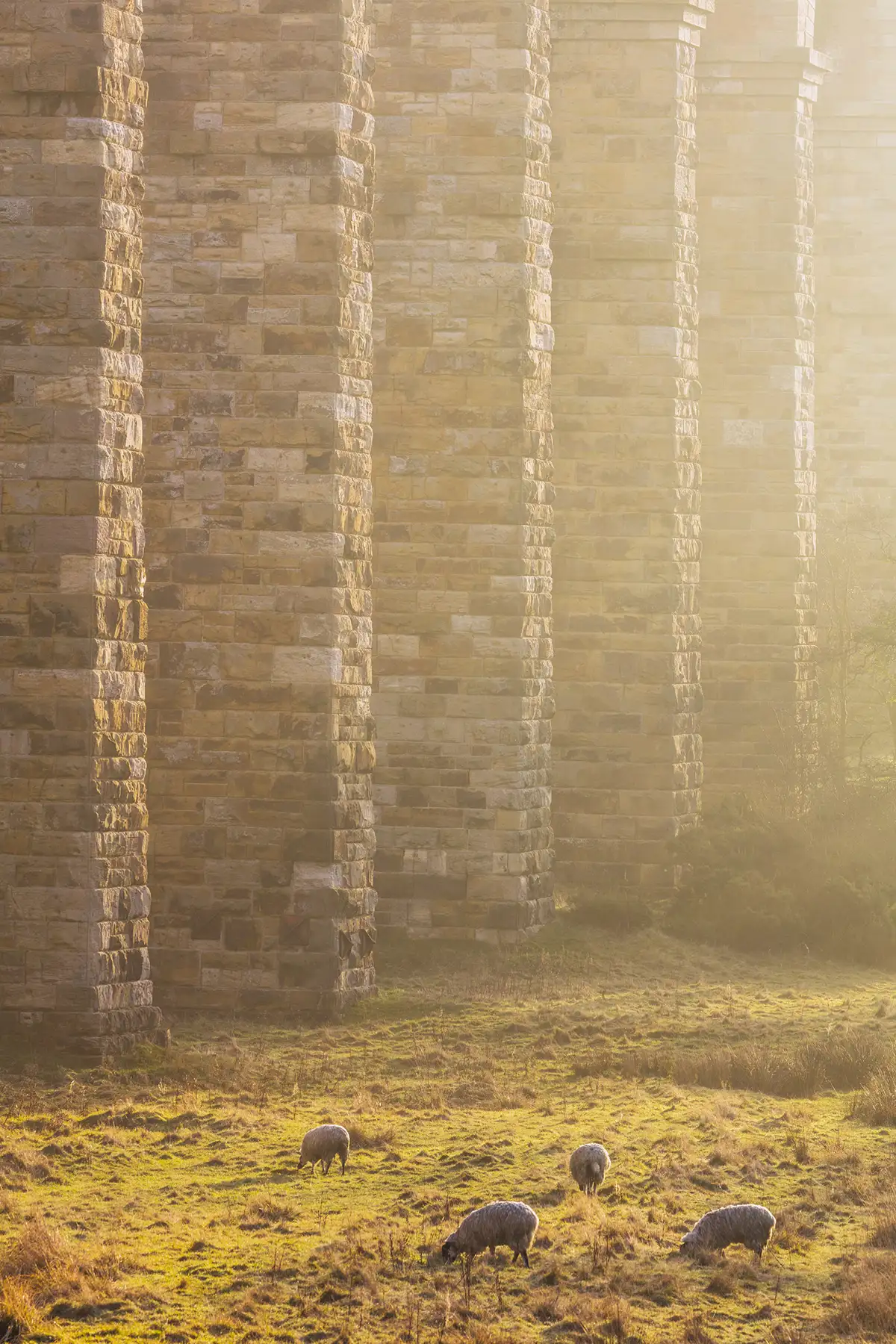 Sunlit stone viaduct arches dominate the background, casting long shadows. Four sheep graze on a grassy field in the foreground, illuminated by the soft, warm light. The scene is hazy, giving it a tranquil, atmospheric quality.