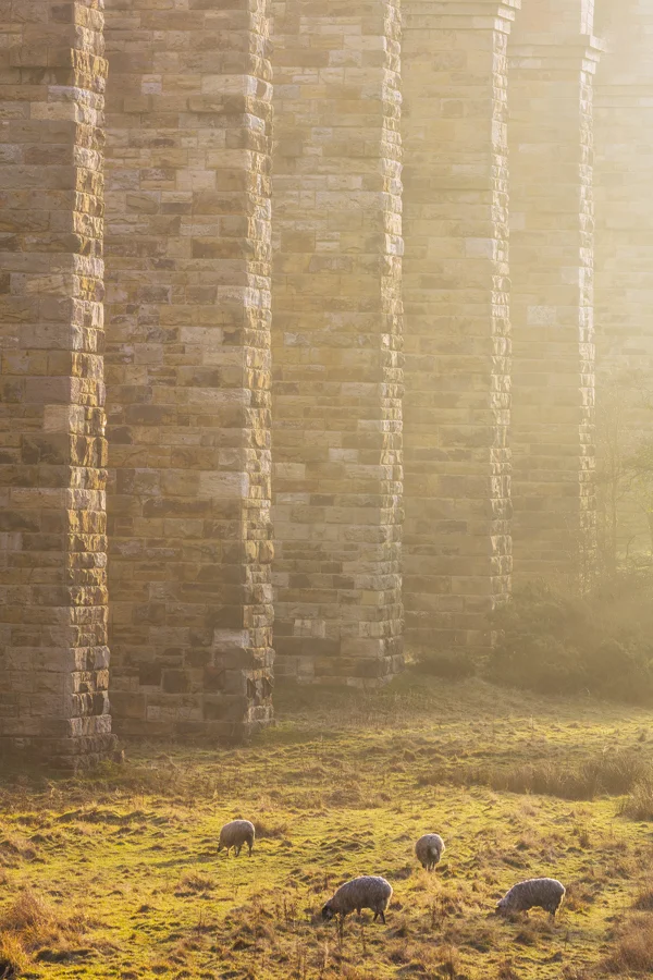 Sheep grazing beneath the towering stone piers of a railway viaduct in golden morning light
