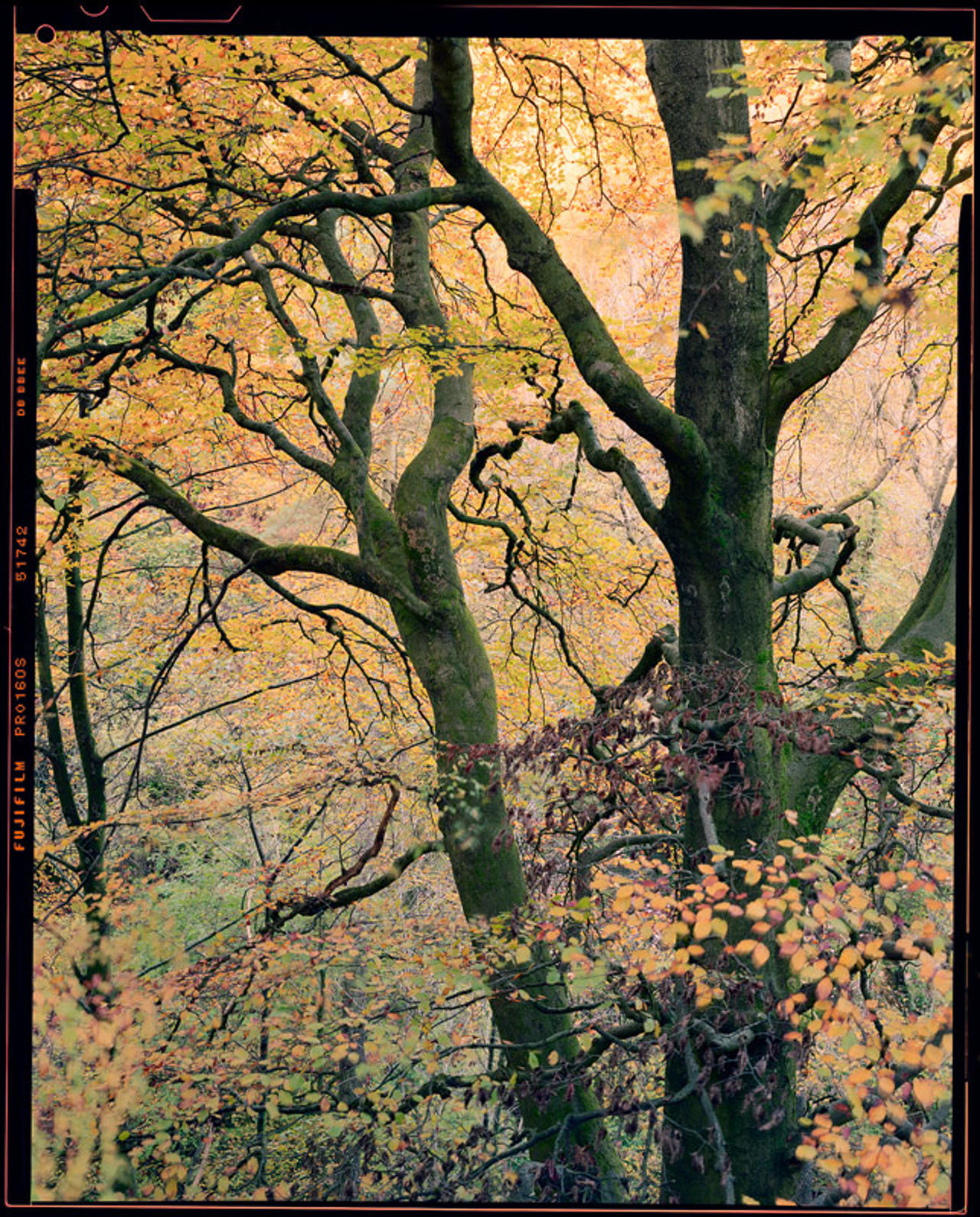 Autum woodland