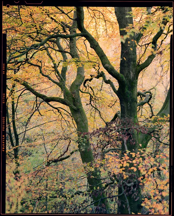 Autum woodland