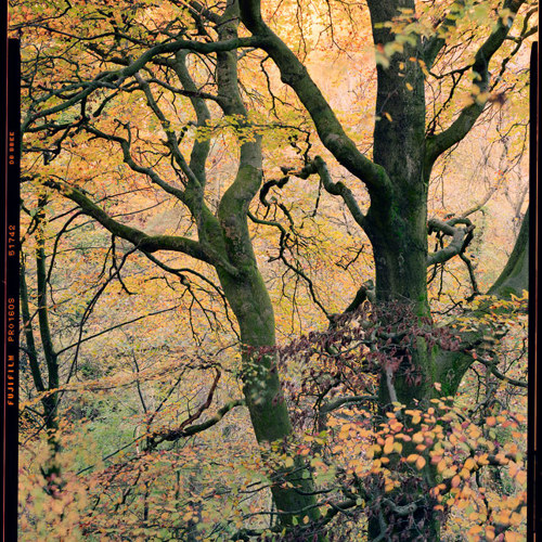Autum woodland: Autum woodland