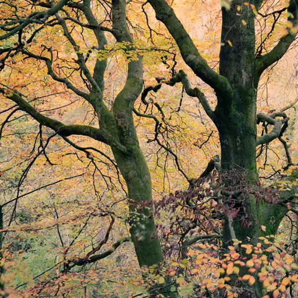 Autum woodland
