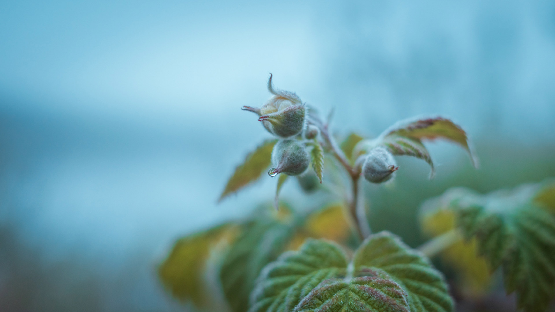 Ricoh GRIII HDF in macro mode