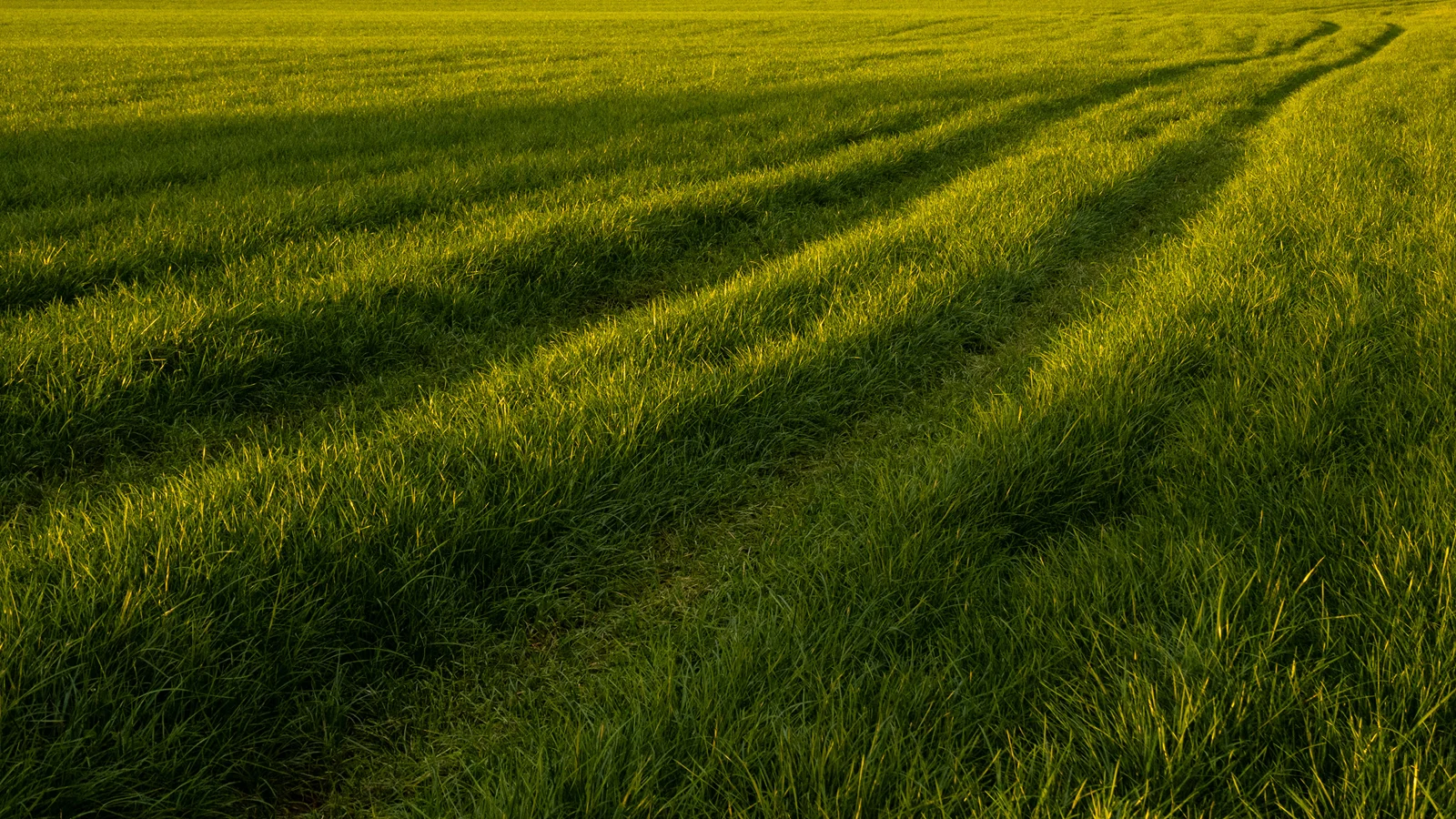 Tractor tracks curving through lush green farmland grass in warm low evening light