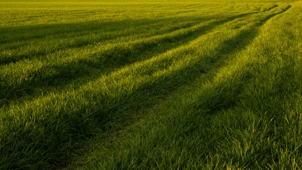 Tractor tracks curving through lush green farmland grass in warm low evening light