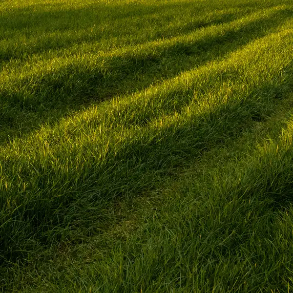 Wander in the valley