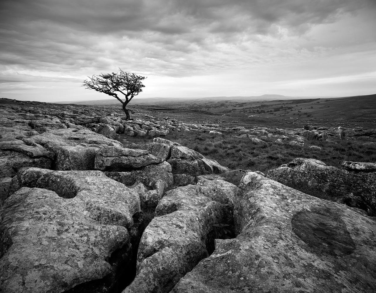 Lone tree - Malham, Yorkshire Dales