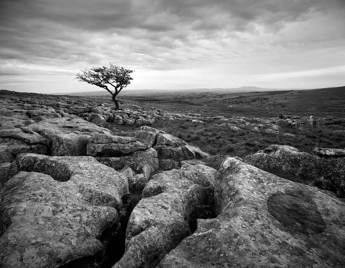 Lone tree - Malham, Yorkshire Dales