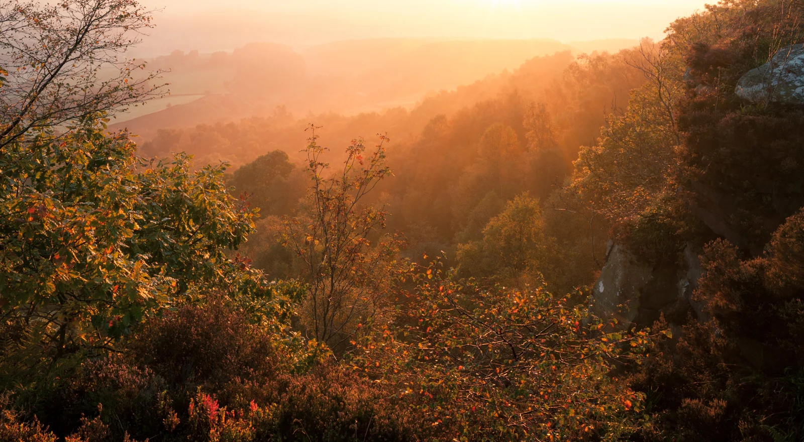 Misty wooded valley glowing in golden autumn sunrise, with gritstone outcrop and rust-coloured leaves in the foreground
