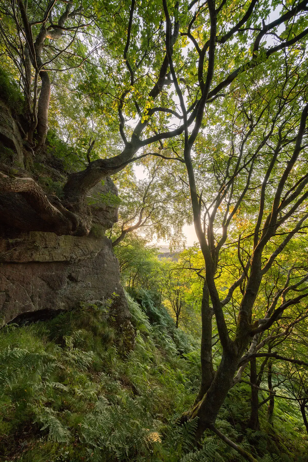 Sunlit forest scene with dense, green foliage and slender tree trunks arching gracefully overhead. Ferns and moss cover the rocky, uneven ground of the forest floor. The sunlight filters through the leaves, creating a dappled pattern of light and shadow. A rocky outcrop is visible on the left, adding texture to the landscape.