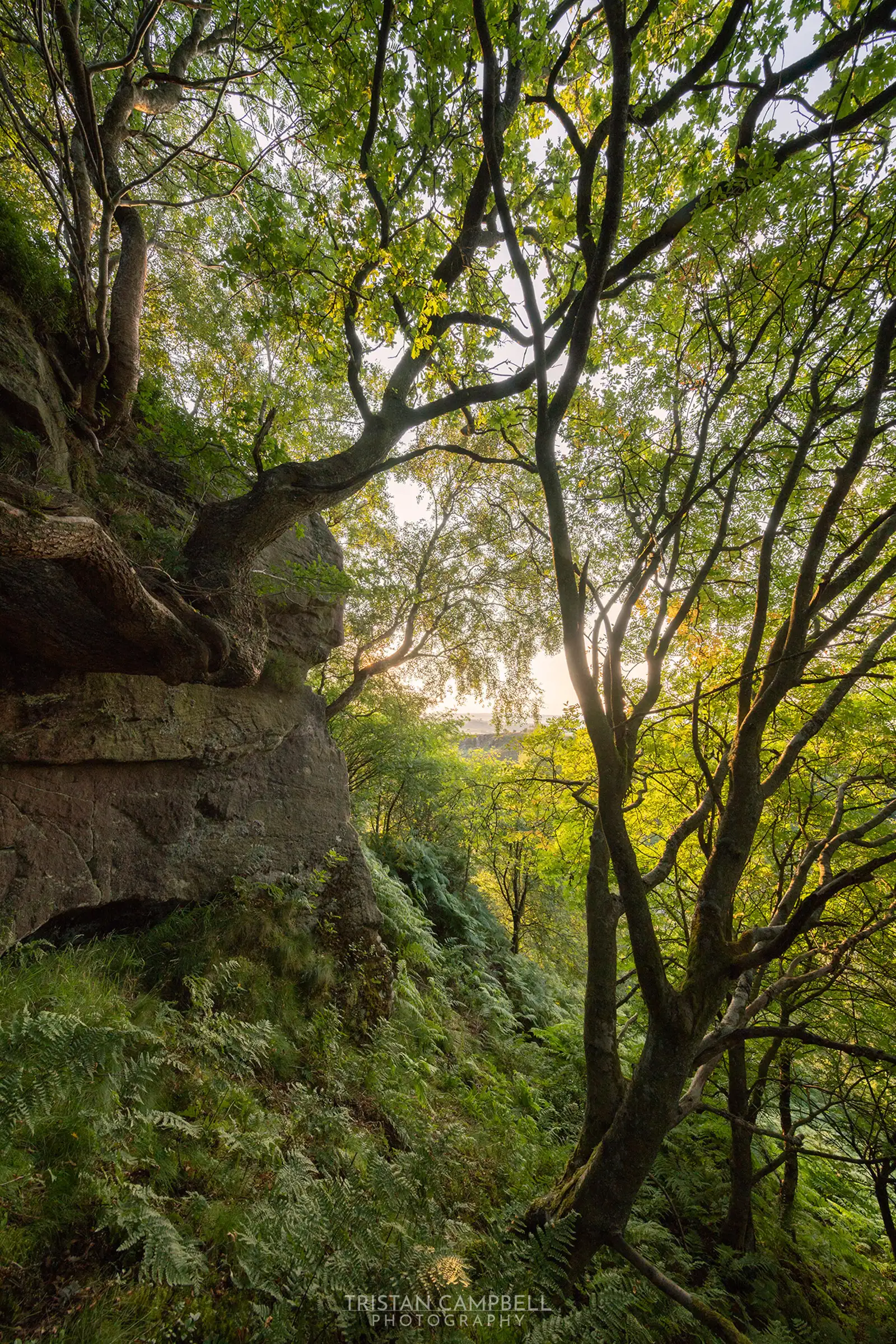 Sunlit forest scene with dense, green foliage and slender tree trunks arching gracefully overhead. Ferns and moss cover the rocky, uneven ground of the forest floor. The sunlight filters through the leaves, creating a dappled pattern of light and shadow. A rocky outcrop is visible on the left, adding texture to the landscape.