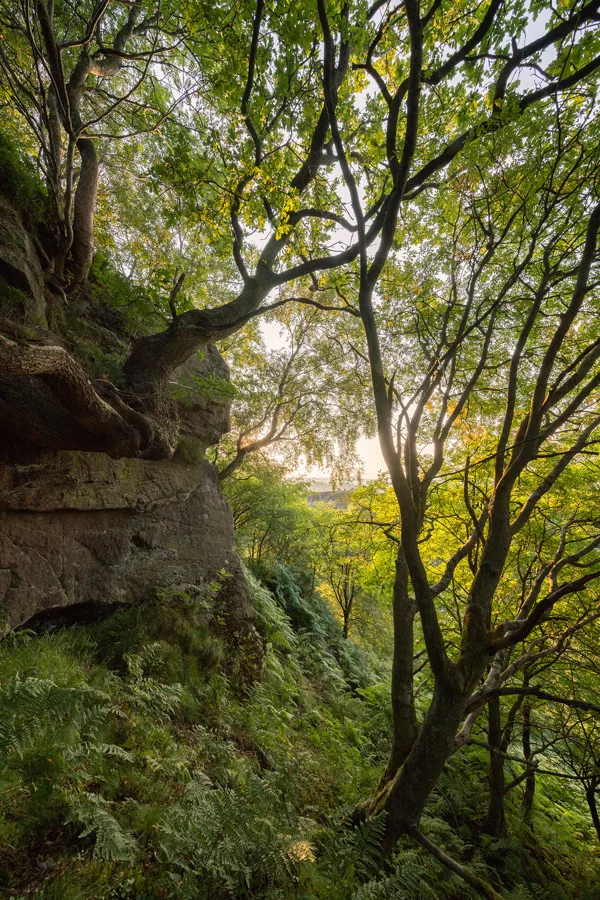 Twisted tree clinging to a lichen-covered sandstone outcrop above a fern-filled woodland at sunset.
