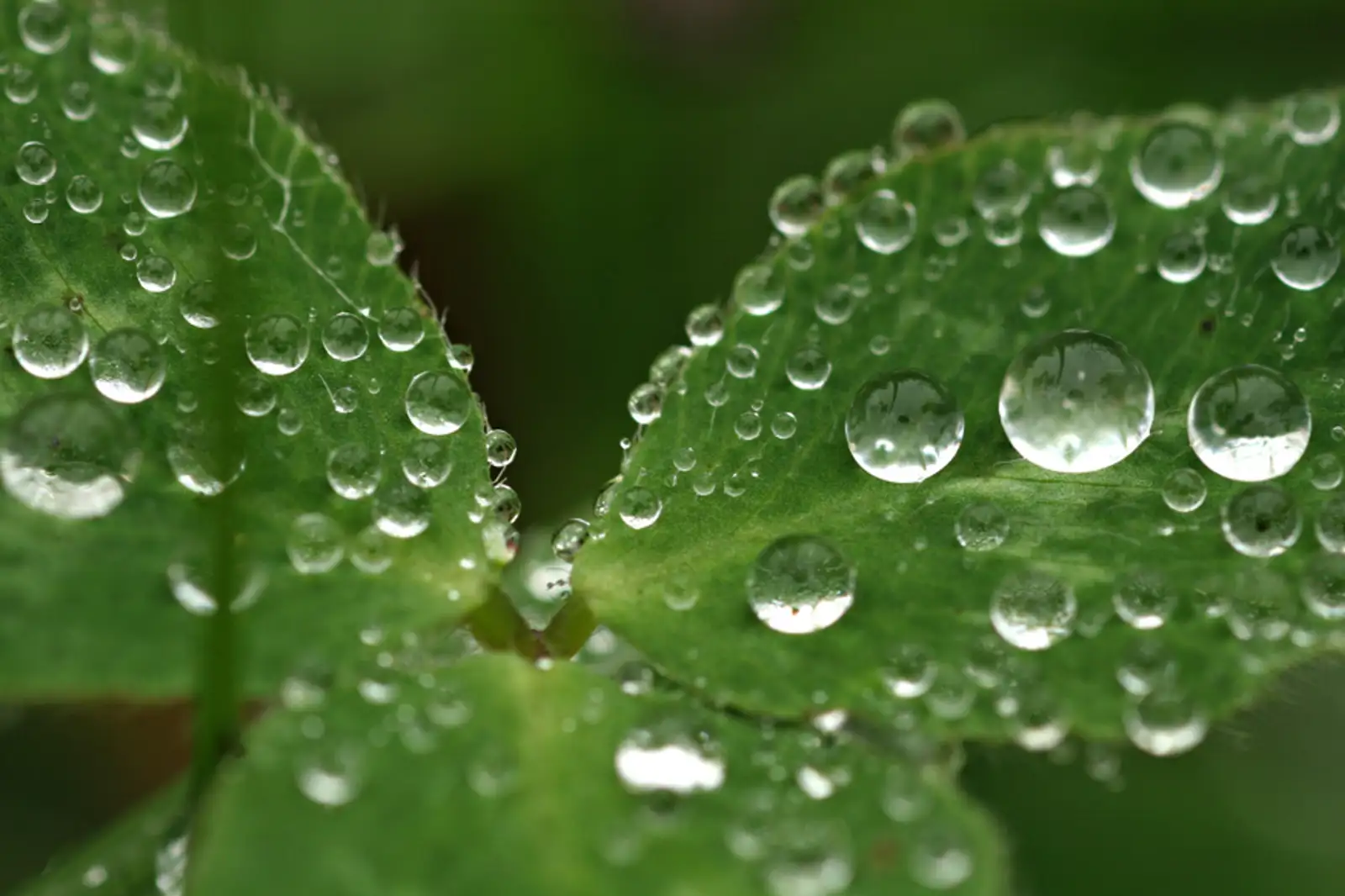 Droplets
